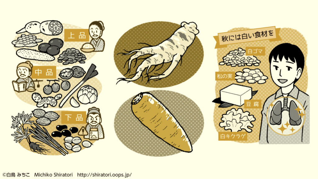 朝鮮人参、胡麻、松の実、豆腐、白きくらげの白い食材。上品、中品、下品などの薬膳のカテゴリーを分けるイラスト。